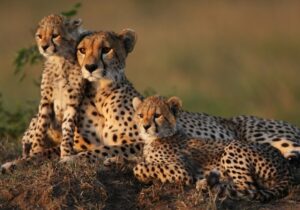 از پاندا تا یوز ایرانی، راه نجات حیات وحش ایران از بحران زیستمحیطی