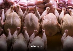 مرغ رسماً گران شد؛ پرواز قیمت تا ۱۳۵ هزار و ۷۰۰ تومان