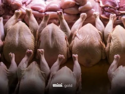 مرغ رسماً گران شد؛ پرواز قیمت تا ۱۳۵ هزار و ۷۰۰ تومان