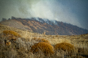 جنگلهایی که زنده ماندند و هشدارهایی که جدیتر شد