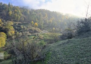 توقف پیشروی آتش در جنگلهای الیت /امید به اطفای کامل طی روزهای آینده