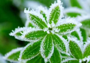 ورود سامانه بارشی جدید از گیلان / هشدار سرمازدگی باغات در ۱۳ استان