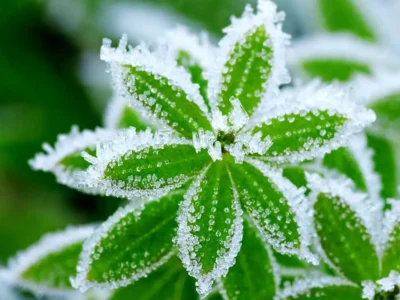 ورود سامانه بارشی جدید از گیلان / هشدار سرمازدگی باغات در ۱۳ استان