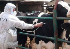 توزیع واکسن داخلی تب برفکی تا ۱۰ روز آینده