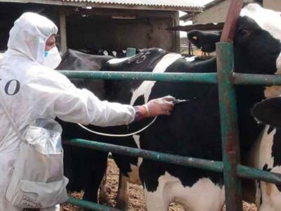 توزیع واکسن داخلی تب برفکی تا ۱۰ روز آینده