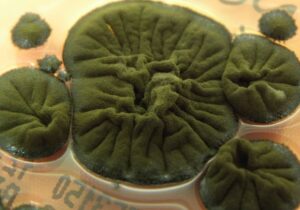 قارچ سیاه چرنوبیل؛ موجودی که تشعشعات کشنده را به انرژی تبدیل میکند؟