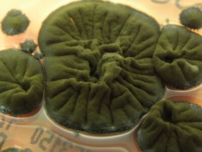 قارچ سیاه چرنوبیل؛ موجودی که تشعشعات کشنده را به انرژی تبدیل میکند؟