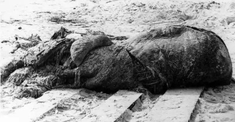 برای قرن‌ها، ساکنان مناطق ساحلی با صحنه‌هایی مواجه شده‌اند که بیش از هر چیز یادآور داستان‌های ترسناک بوده است. توده‌هایی عظیم، ژله‌ای و بی‌شکل که ناگهان از دل دریا به ساحل می‌آیند