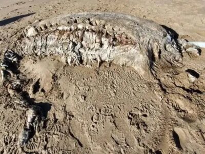 راز هیولاهای ژله‌ای ساحل؛ گلابستر ها واقعاً چه هستند و چرا قرن‌ها انسان را ترسانده‌اند؟