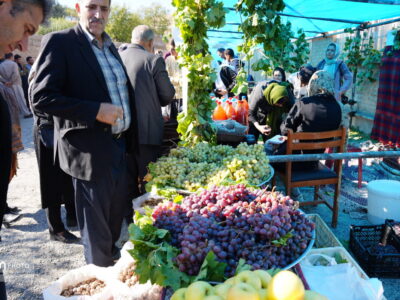 ثبت ملی جشنواره انگور کندوله؛ فرصتی تازه برای گردشگری روستایی کرمانشاه
