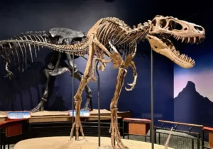 کشف گونهای تازه از تیرکس؛ دایناسوری که تاریخ دیرینهشناسی را بازنویسی کرد