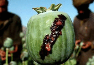 واکنش سازمان غذا و دارو به حاشیه درخواست خرید تریاک از طالبان