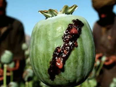 واکنش سازمان غذا و دارو به حاشیه درخواست خرید تریاک از طالبان