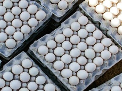چرا قیمت تخممرغ جهش کرد؟ پاسخ مرغداران: ماهها زیر قیمت واقعی فروختیم